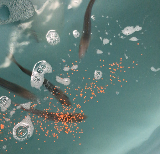 Hawkyard - Oral Vaccine for Prevention of Disease - credit: Courtesy of Matt Hawkyard