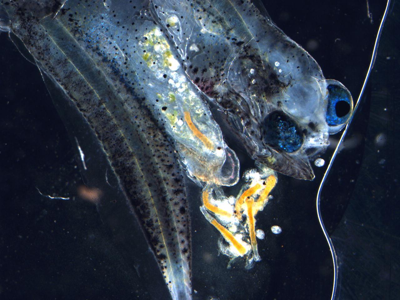 Optimizing the Larval Nutrition of Marine Finfish -