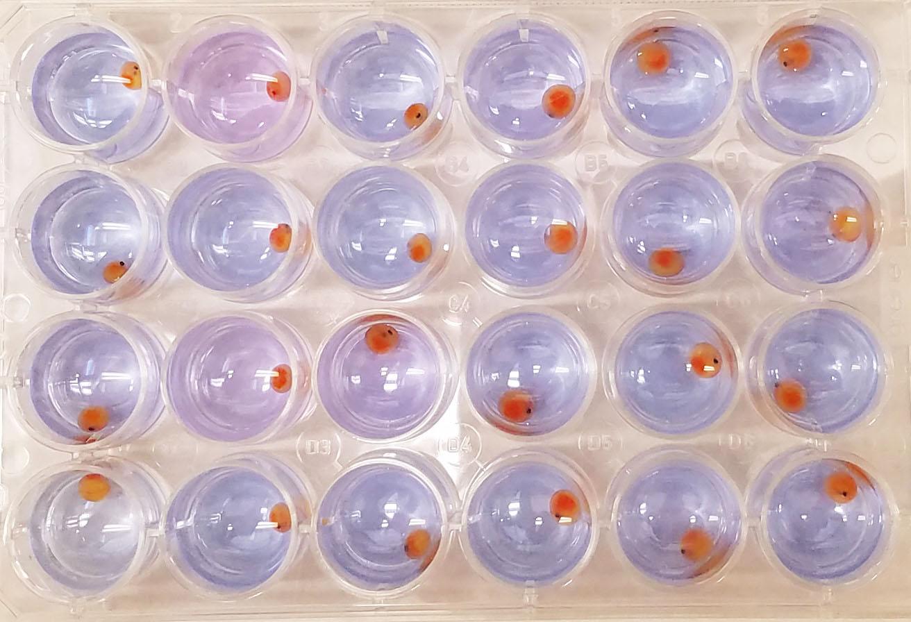 Rapid Assay test of trout spat