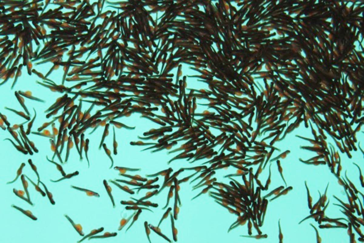 If You Feed Them, Cutthroat trout hatchlings