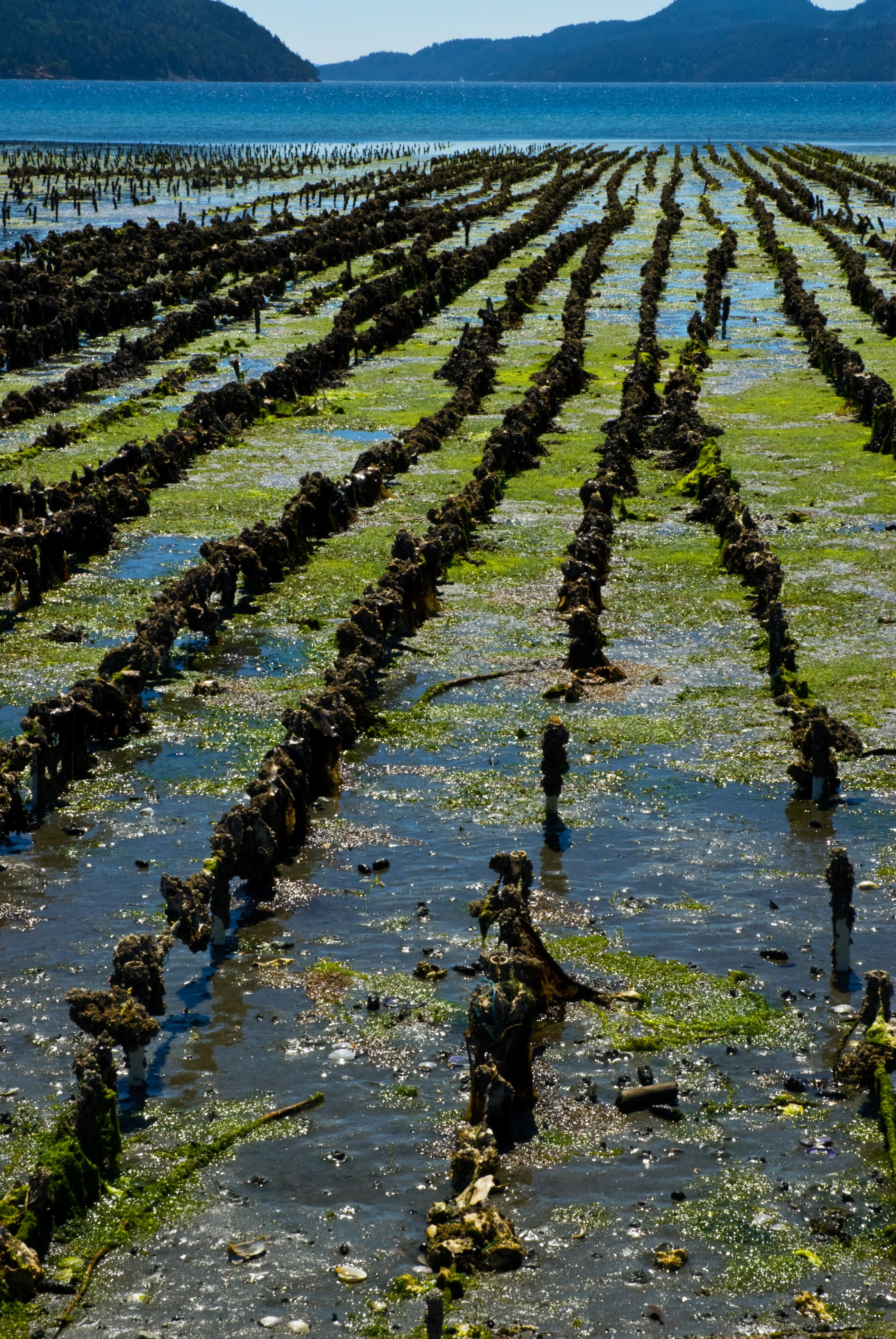 Oyster aquaculture farm in the Pacific Northwest. photo credit iStockphoto.com/pflemming