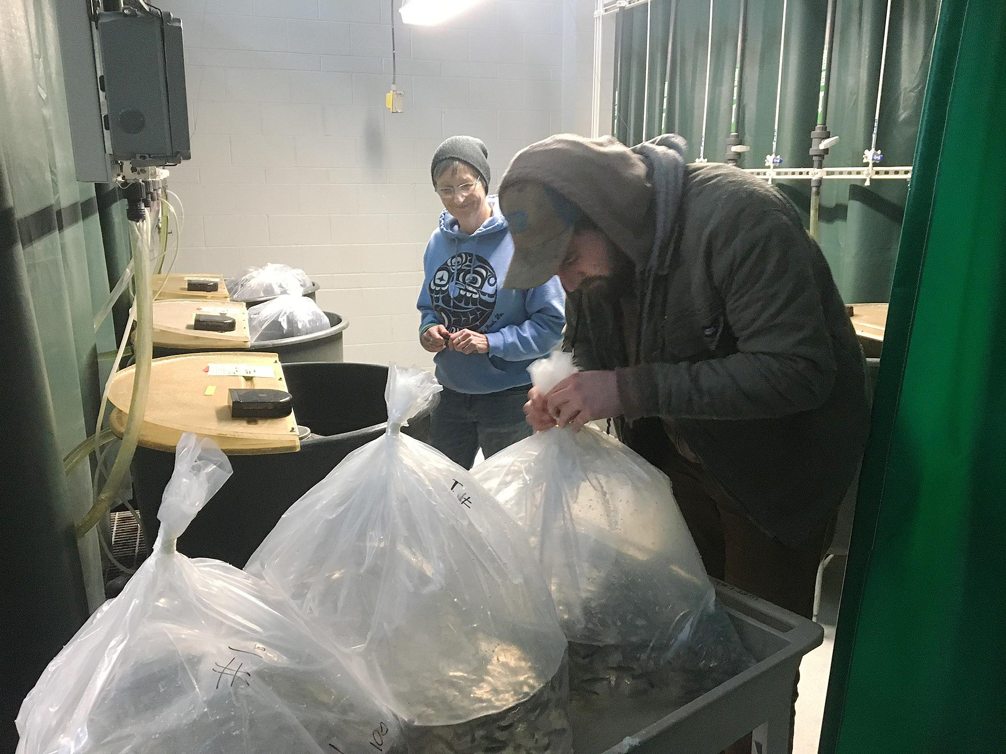 Naish - Identification of Markers of IHNV - credit: Kyle Martin