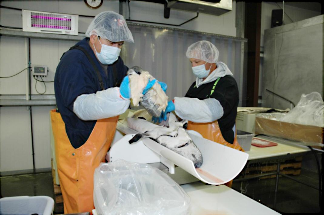 Factors Affecting Caviar Yield - in the lab 