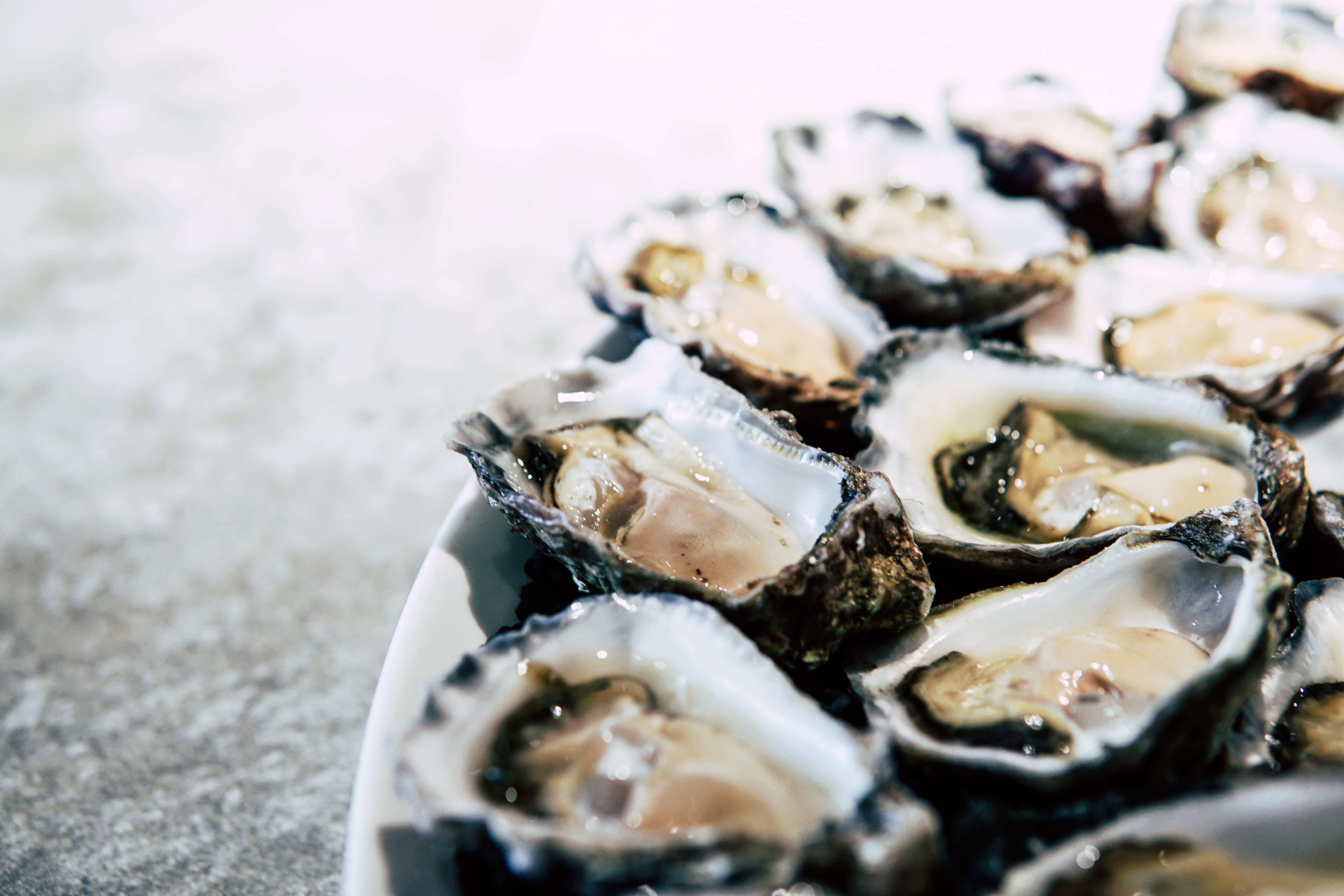 oysters in a plate