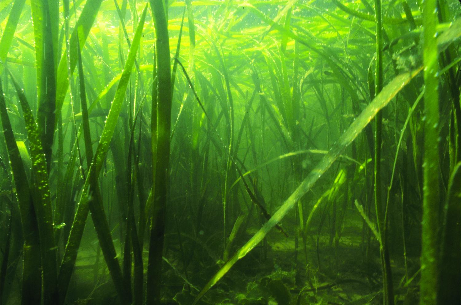 Ruesink - Analysis of Eelgrass - 2012 - Photo: Charles "Is" SImenstad
