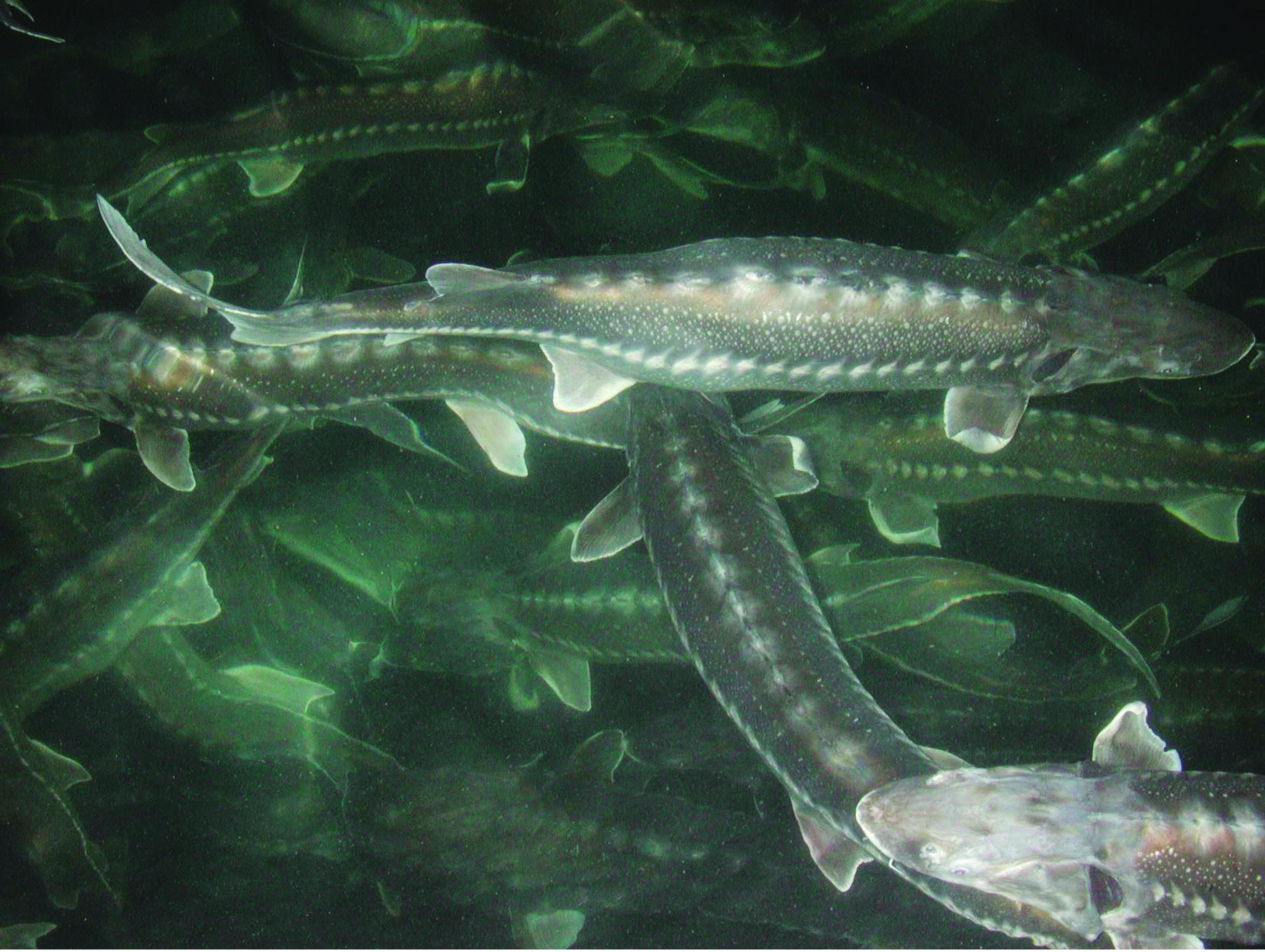 Sturgeons at aquaculture farm.   photo credit: Barbara Rasco