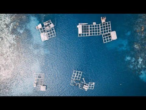 This is the image for What is aquaculture and can it prevent overfishing? video